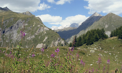Alpenweide