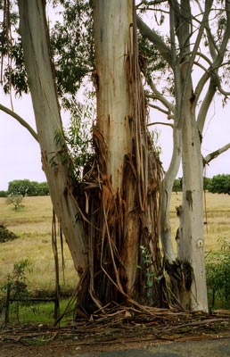 eucalyptus boom