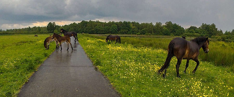 0520-paarden2