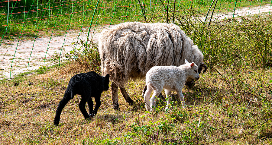 0524-lammetjes