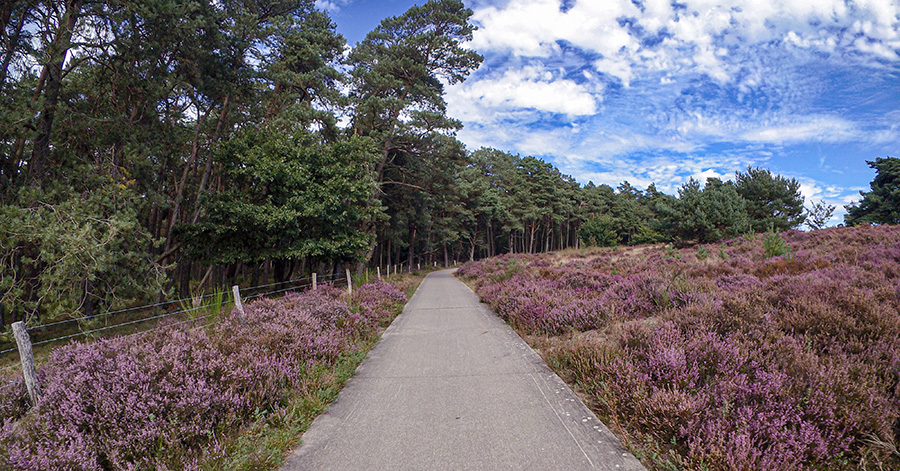 Rozendaalseveld