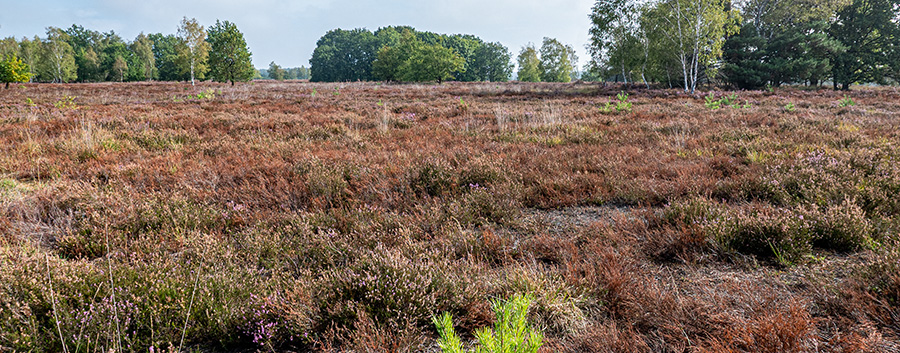 bruineheideP1070325